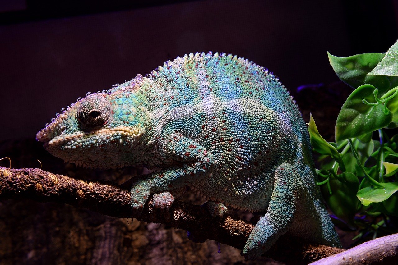 panther chameleon, chameleon, drop of water