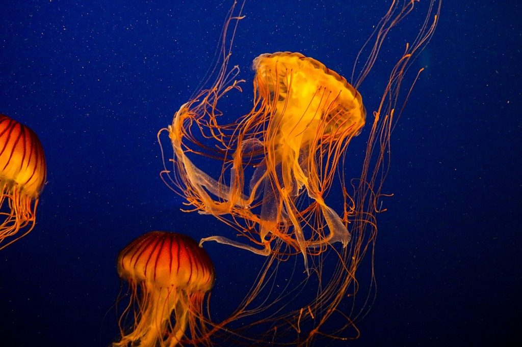 jellyfish, compass jellyfish, chrysaora hysoscella